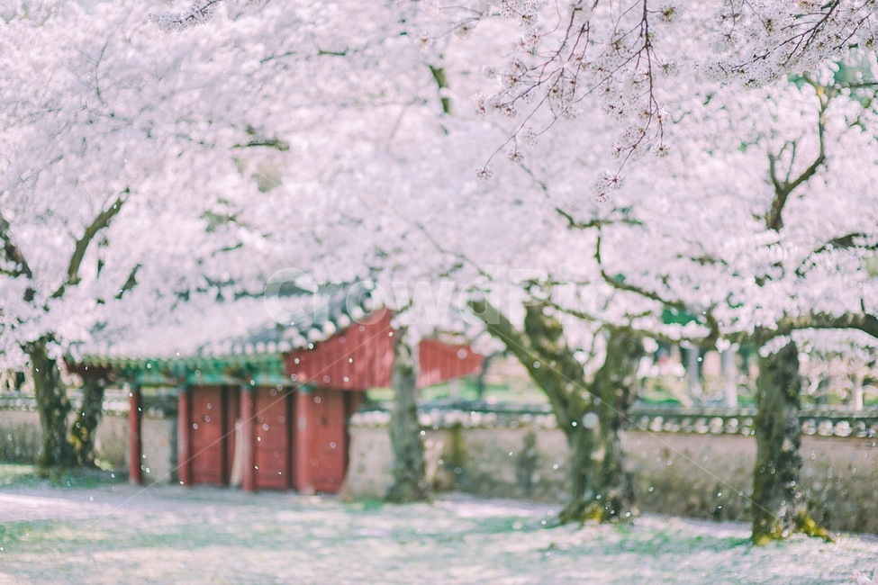 봄,벚꽃,경주,꽃놀이,나들이,꽃,봄,계절,spring,season,한국전통,한국문화,korean traditional,korean culture,감성,sensible,feeling,plant,식물