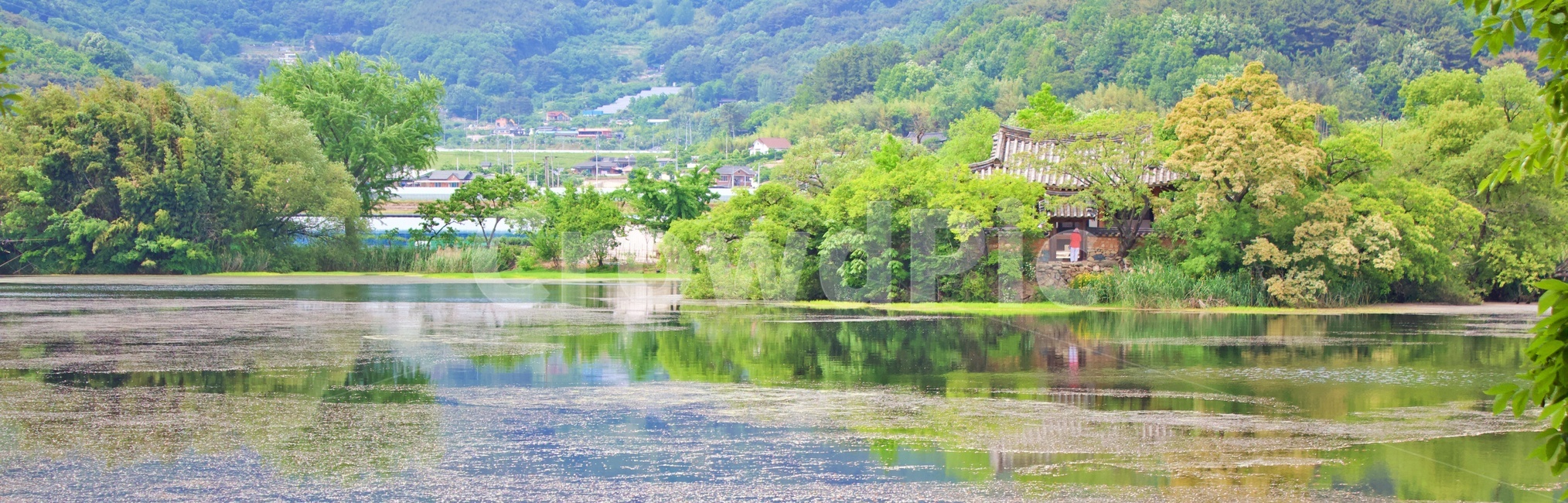 위양지,못,저수지,초록,힐링,산책,호수