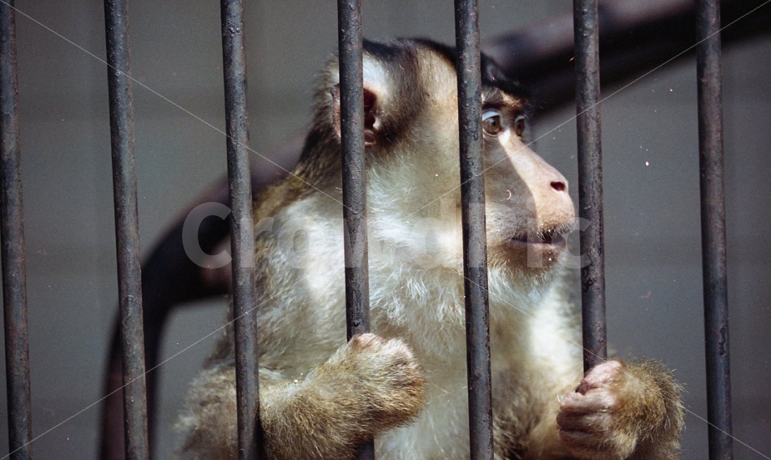 원숭이,동물원,동물,monkey,animal,동물,animal,포유류,mammal,감정표현,기분,feeling,emotion