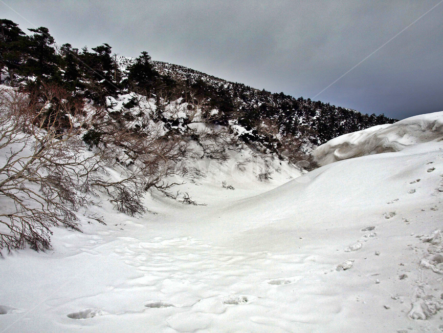 어리목,한라산,제주도,겨울,겨울산,설화,설목,설경,눈,등산,겨울,계절,winter,season,자연,풍경,nature,landscape,outdoors,옥외,mountain,산