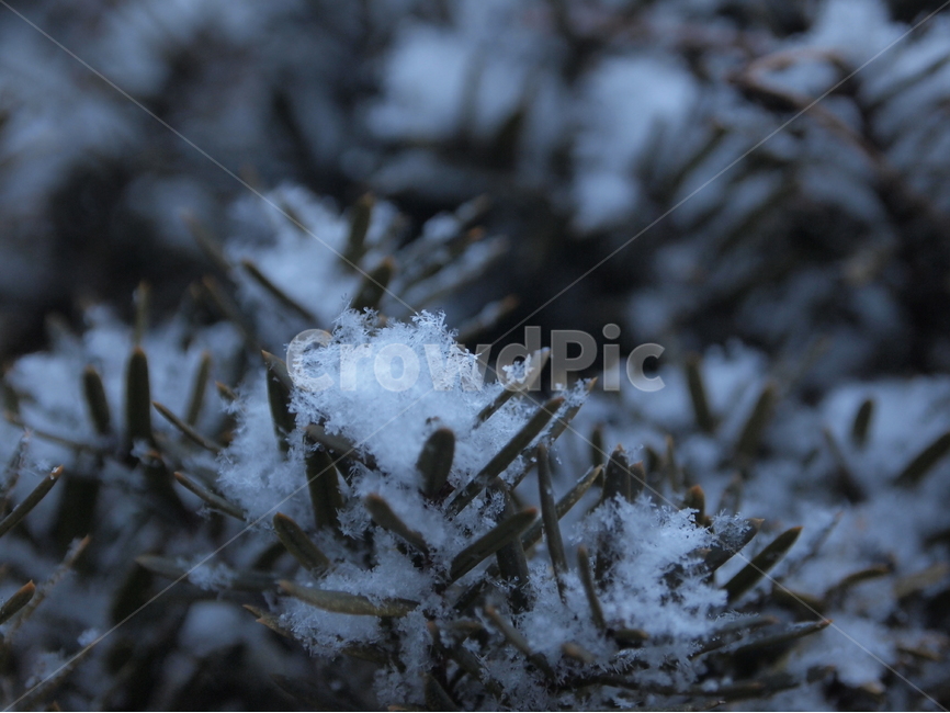 겨울,눈,식물,자연,winter,snow,nature,plants,겨울,계절,winter,season,자연,풍경,nature,landscape,outdoors,옥외,frost,서리