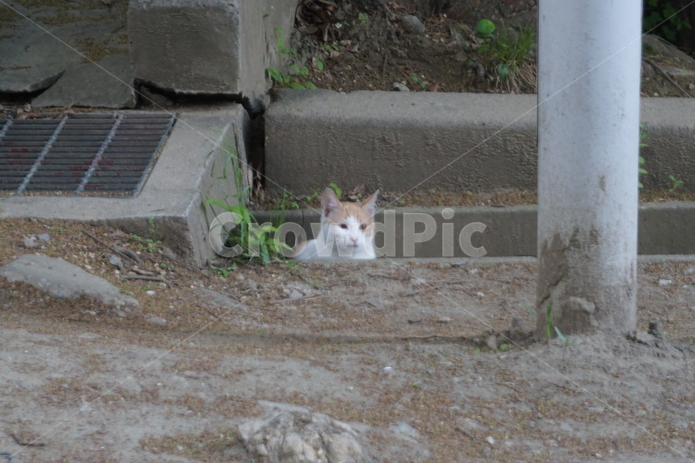 길고양이,배수구,하수구,길고양이집,유기묘