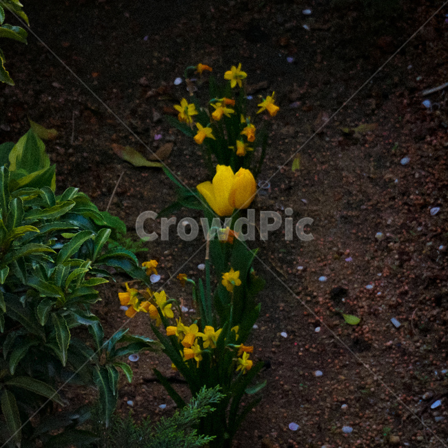 꽃,노랑,yellow,flower,자연,plant,식물,식물,자연,plants,nature,꽃,flower