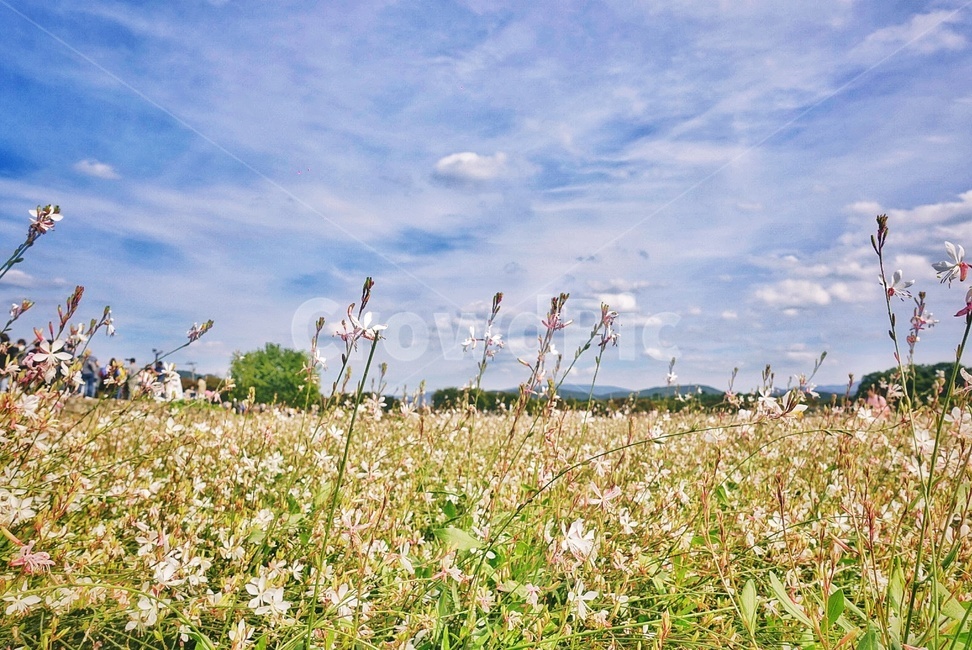 가을,풍경,하늘,색깔,계절,가을,계절,fall,autumn,season,nature,자연,field,들,grassland,목초지,outdoors,옥외