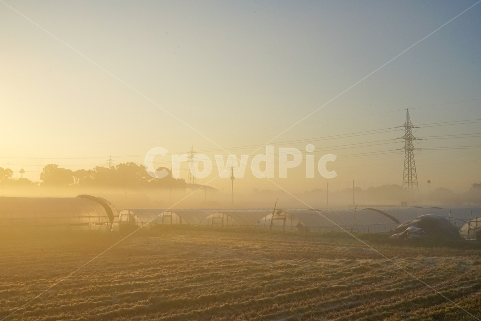 비닐하우스,농사,시설,농업,작물,온실,안개,새벽,여명,산업,industry,industrial,농업,농사,agriculture,farming,farming industry