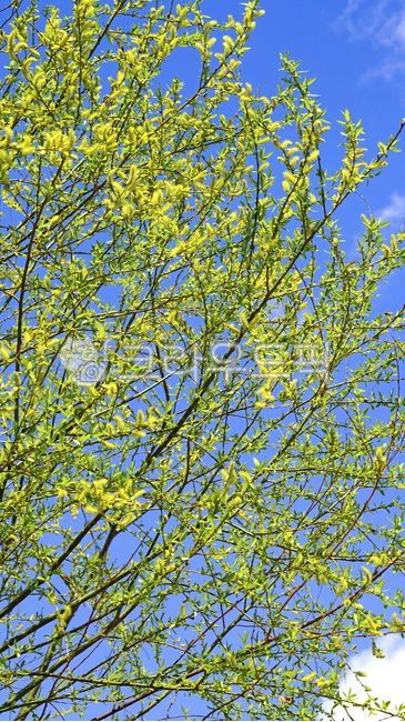 버드나무,버들,willow,나무,tree,수양버들