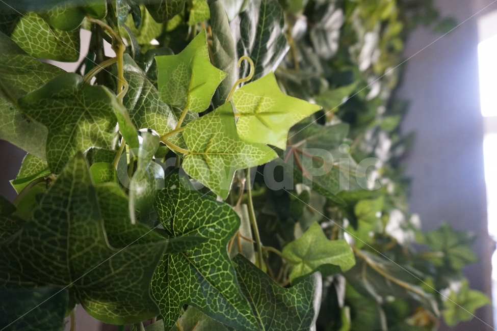 파릇파릇,봄,덩쿨,햇빛,나뭇잎,초록색,밝은,식물,자연,plants,nature