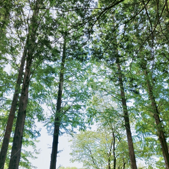 나무,자연,초록,힐링,outdoors,작은숲,forest