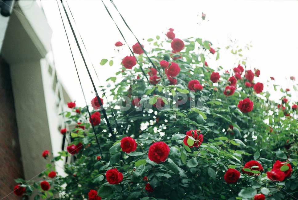 꽃,장미,넝쿨,장미넝쿨,골목,alley,rose,길