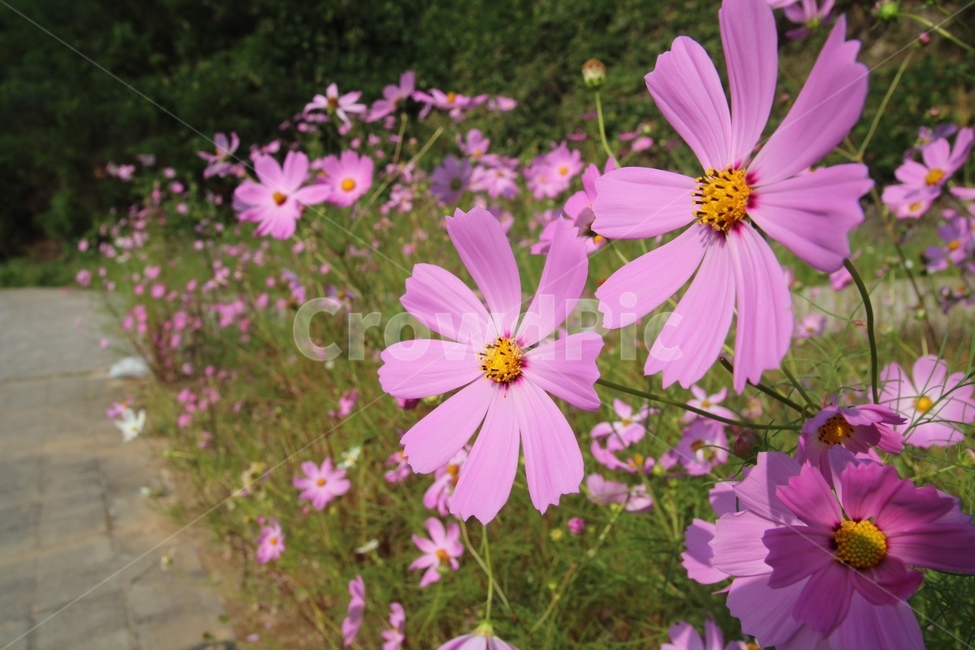 코스모스,꽃,가을,자연,만개,flower,fall,nature,길,꽃길,식물,자연,plants,nature,꽃,flower