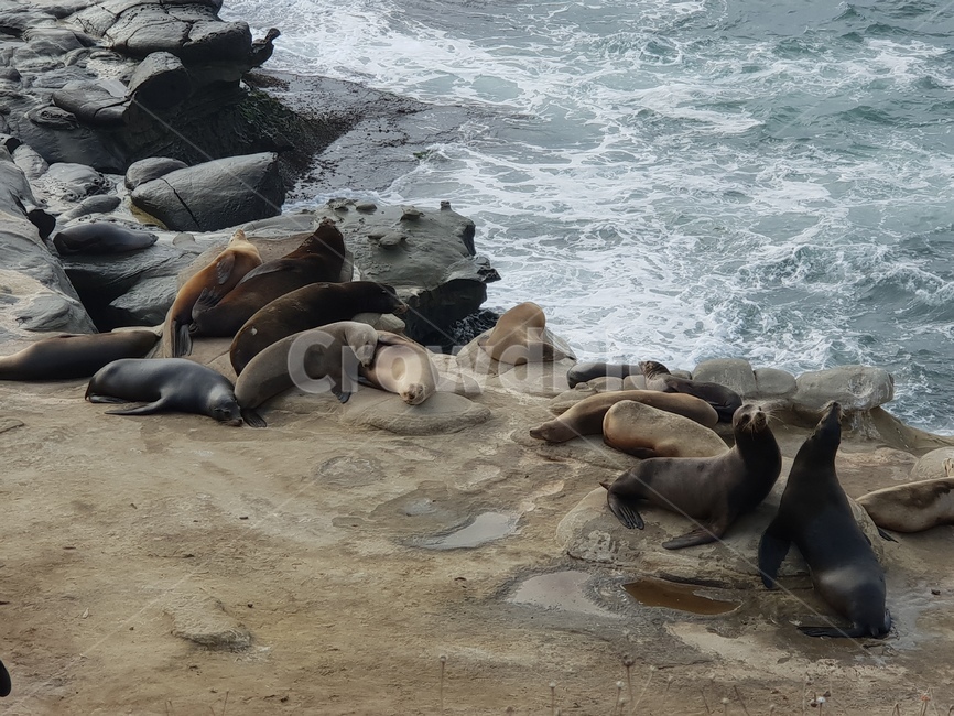 물개,해안공원,바다사자,lajollacove,seal