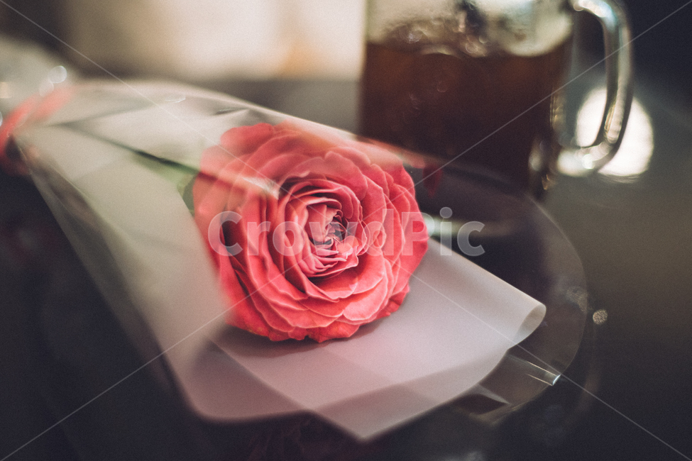 장미,꽃,로멘틱,카페,꽃한송이,커피,아이스아메리카노,rose,romantic,cafe,flower,식물,자연,plants,nature,꽃,flower,기념일,축하,anniversary,congratulation,celebrate,celebration,감성,sensible,feeling