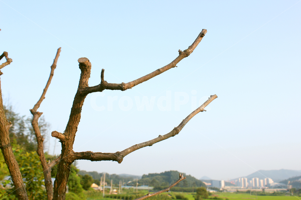 나무,나뭇가지,갈색,브라운,식물,자연,식물,자연,plants,nature,나무,trees,wood