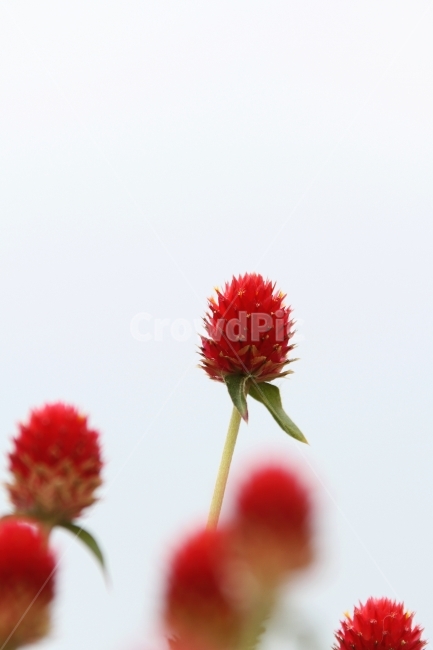 꽃,식물,천일홍,자연,감성사진,식물,자연,plants,nature,꽃,flower
