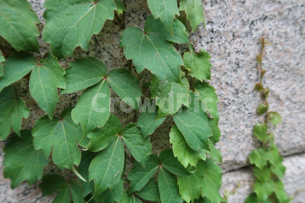 나뭇잎,넝쿨,담쟁이,담장,덤불,담,식물,plants,nature,자연