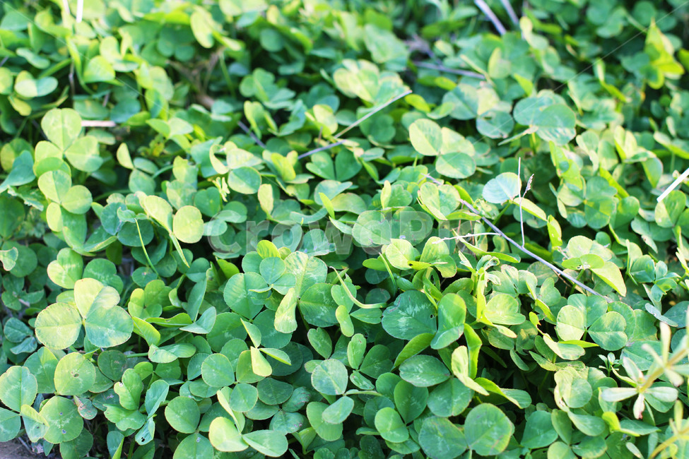 세잎클로버,클로버,초록색,plant,식물,leaf,잎,자연,green,토끼풀,clover,nature,feeling,행복,행운
