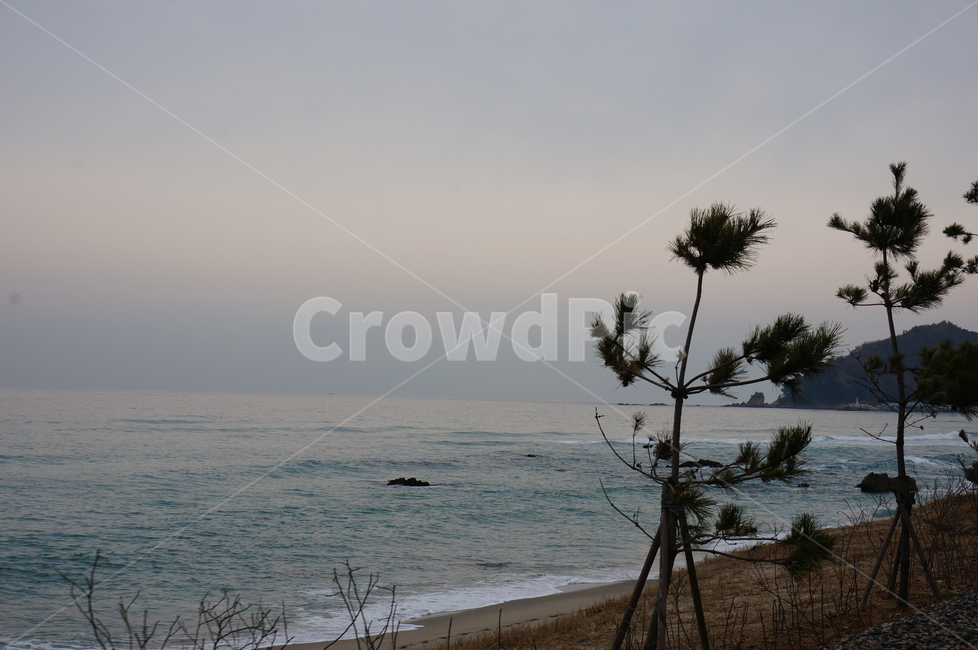 tree,나무,plant,식물,바다,해안,경포대,자연,풍경,nature,landscape,해변,바다,beach,sea,promontory,곶