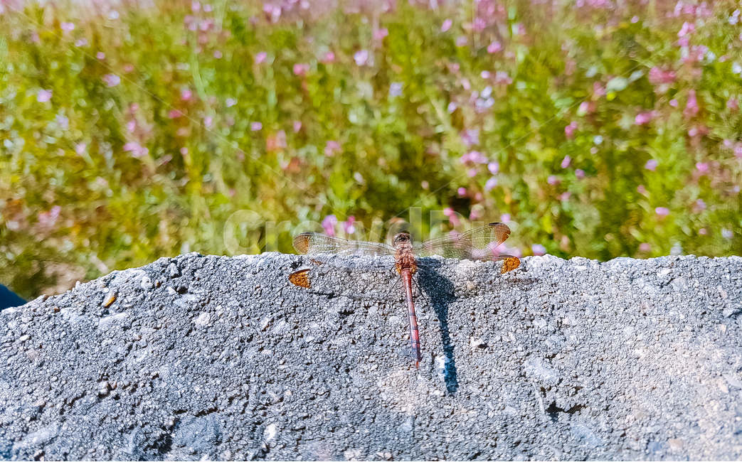 잠자리,가을,곤충,풍경,꽃,동물,식물,자연,동물,animal,곤충,벌레,insect,bug