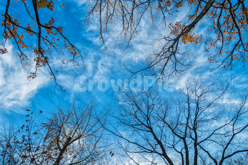 하늘,가을,풍경,감성,나무,파랑,가을,계절,fall,autumn,season,자연,풍경,nature,landscape,식물,plants,나무,trees,wood,plant,tree