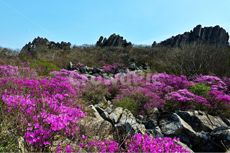광주,무등산,무등산봄,봄,계절,서석대,입석대,주상절리대,철쭉,철쭉꽃,군락,철뚝군락,경치,경관,풍경,plant,식물,blossom,flower,꽃,outdoors,옥외,purple,보라색,nature,자연