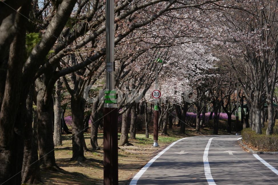 봄,야경,거리,호수공원,벚꽃,풍경,봄,계절,spring,season,asphalt,아스팔트,plant,식물