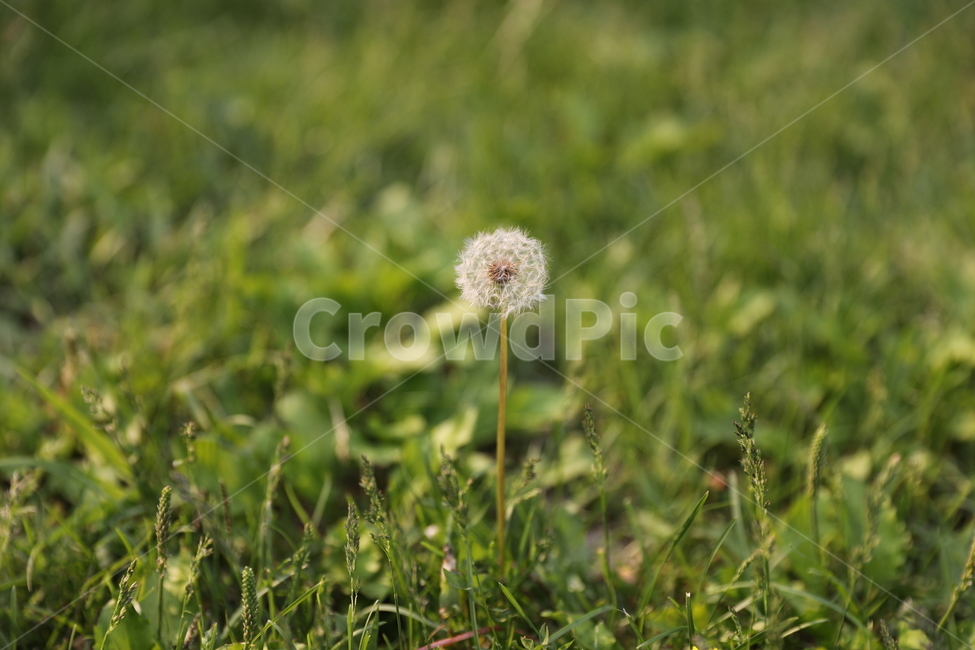 민들레,봄,홀씨,꽃,자연,웰빙,식물,자연,plants,nature,휴식,힐링,rest,relaxation,healing