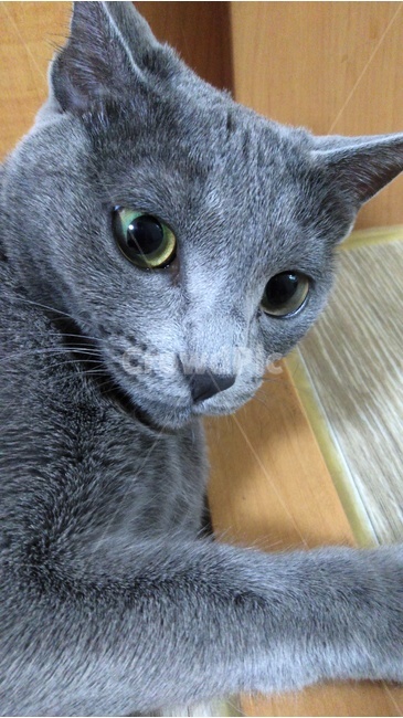 러시안블루,냥이,고양이,호기심,고양이눈,동물,animal,포유류,mammal,고양이,cat,kitten,kitty