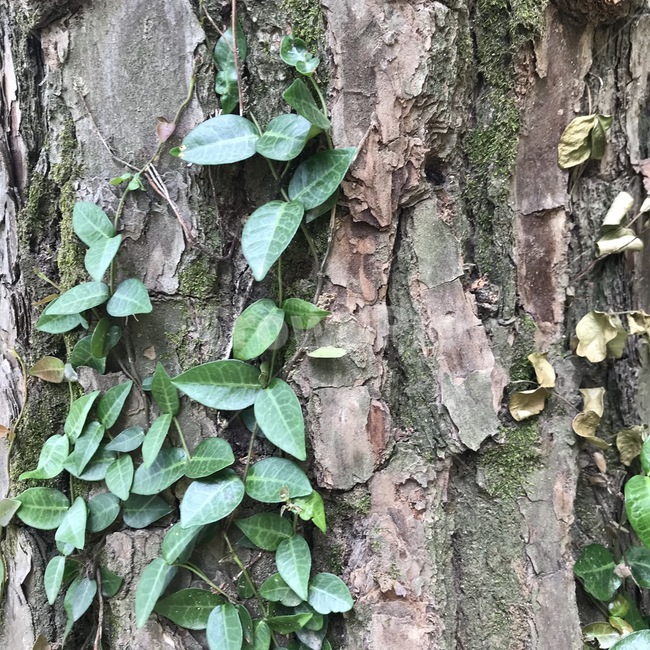 나무,climbingplant,덩굴,자연,nature
