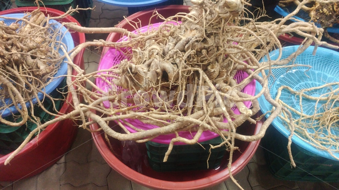 두릅,땅두릅,식물,약초,plant