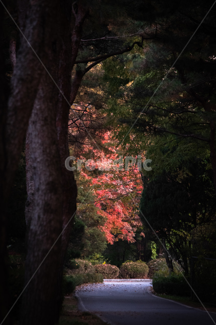 tree,나무,plant,식물,treetrunk,나무줄기,가을,단풍,낙엽,물향기수목원,가을,계절,fall,autumn,season,자연,풍경,nature,landscape,tree trunk,나무 줄기
