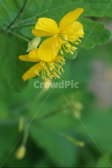 노랑,노란색,꽃,수술,나뭇잎,자연,식물,자연,plants,nature,꽃,flower