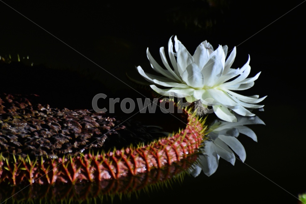 flower,blossom,꽃,petal,꽃잎,plant,식물,부여,궁남지,연꽃축제,수련,연꽃,백련,빅토리아연,빅토리아연꽃,연잎