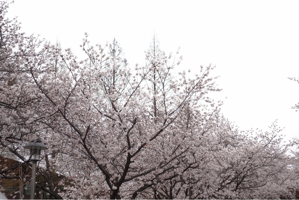 벚꽃,꽃,flower,봄,벚꽃만개,계절,나무,하늘