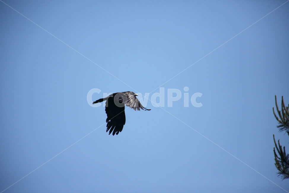 까마귀,새,하늘,조류,carrioncrow