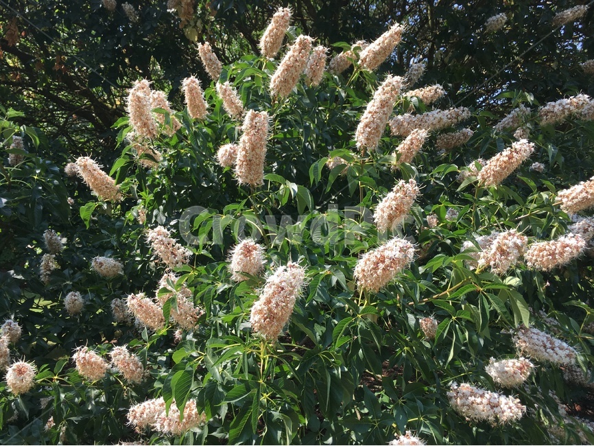 휴식,꽃,감성,영국,화창한,맑은,식물,자연,plants,nature