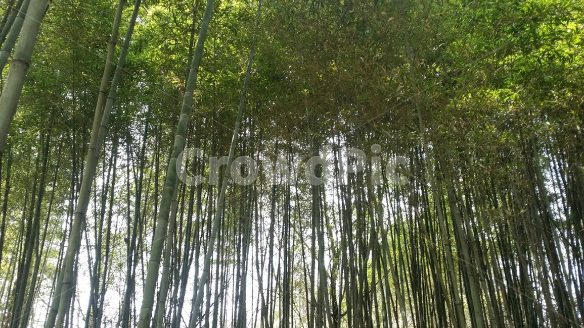 대나무,숲,울창한숲,여름,봄,자연,풍경,nature,landscape,plant,식물
