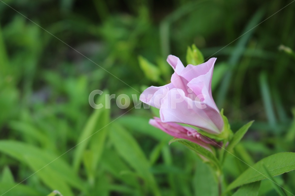 꽃,식물,초록,분홍,자연,flower,plants,green,pink,nature,hana,shokubutsu,mudori,pinku,식물,자연,plants,nature,꽃,flower