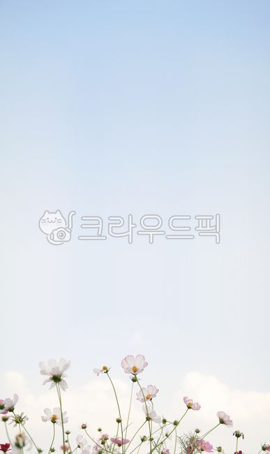 atmosphere,pink,cloud,spring,petal,weather,Dimly,daisy,sky sky,sky,cool,Cosmos,clean,good luck,flower,background,autumn,Wallpapers