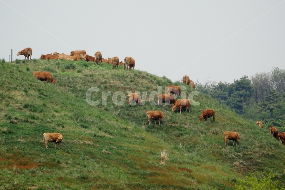 소,동물,한우,축산업,초원,동물,animal,포유류,mammal,산업,industry,industrial,목축업,목장,livestock farming,ranching,pasture