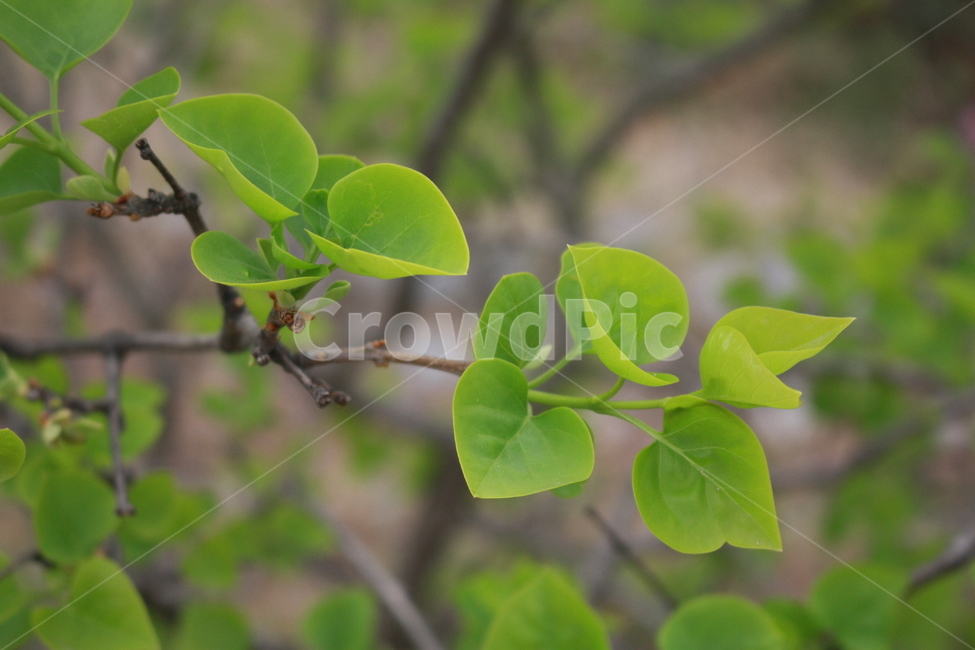 풀잎,자연,잎사귀,leaf,잎,풀,grass,봄,초록,식물,자연,plants,nature
