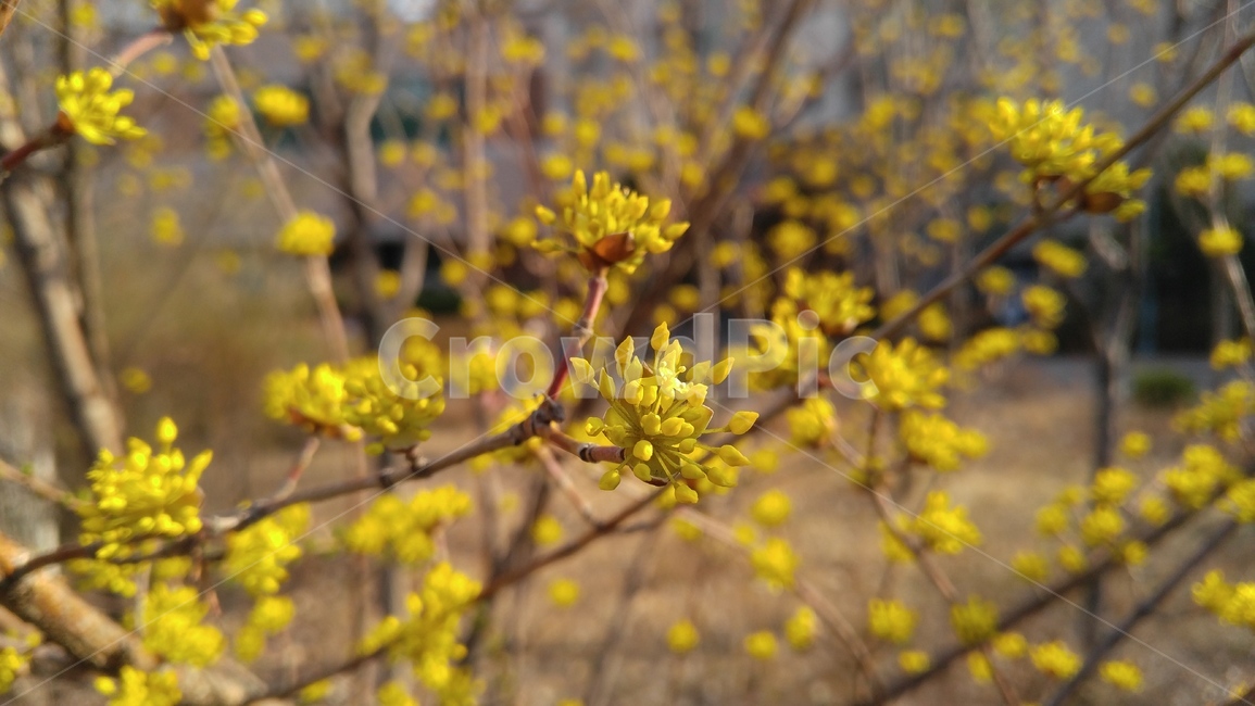 산수유,노란꽃,꽃,봄,노랑,노란색,감성,나무,cornusfruit,yellowflower,flower,yellow,spring,emotional,tree,봄,계절,spring,season,식물,자연,plants,nature,꽃,flower,plant