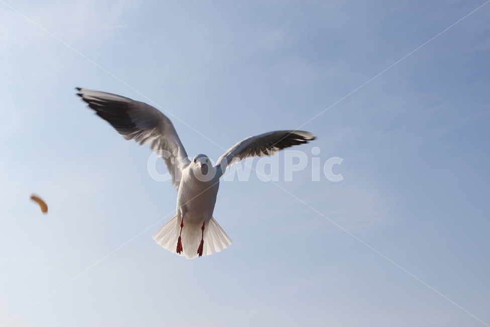 갈매기,조류,새,fly,bird