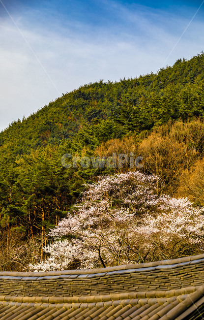 화엄사,나무,숲,하늘,구름,문화유산,사찰,관광지,전통건축물,기와,지붕,벚꽃,봄,식물,plant