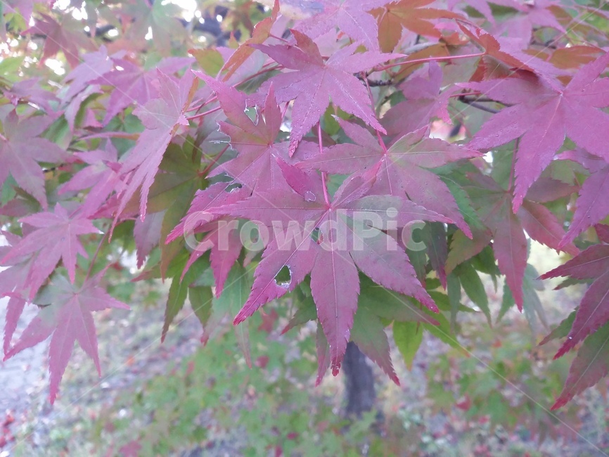 plant,식물,leaf,잎,tree,나무,maple,단풍,식물,자연,plants,nature