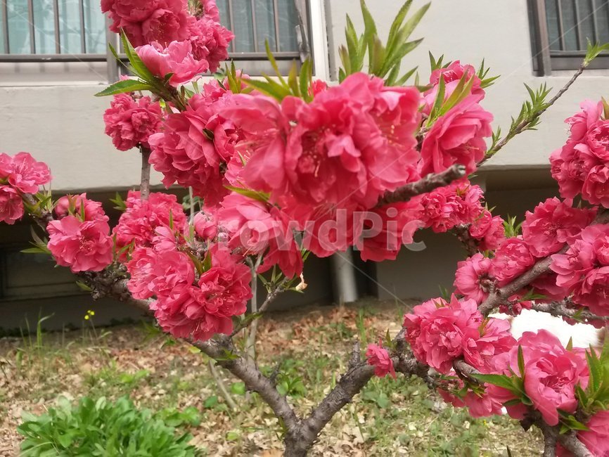 붉은꽃,redflowers,flower,정열적인꽃,만개한꽃