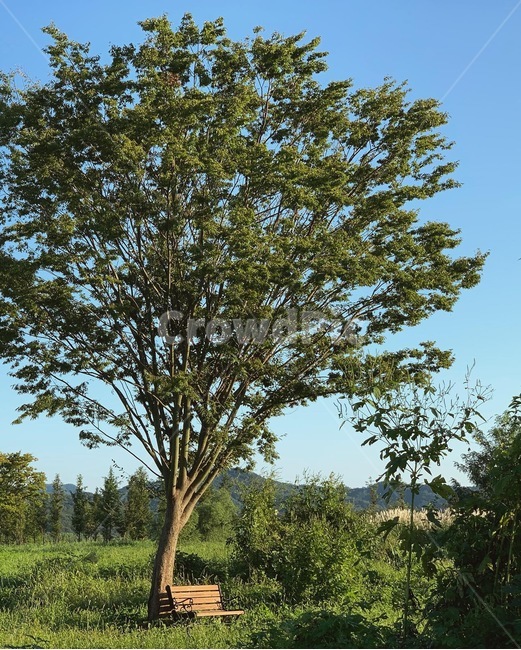 tree,나무,plant,식물,treetrunk,밴치,의자,나무아래,풍경