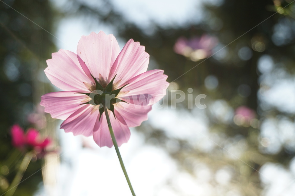 코스모스,가을,꽃,가을꽃,해질녘,개화,plant,blossom,flower,petal,꽃잎,식물,cosmos,자연,풍경,landscape,autumn,blooming,pretty,wild,들꽃,식물,자연,plants,nature,꽃,flower