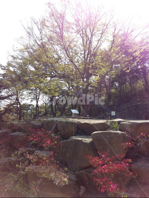 오후,석양,산사,빛비춤,태양,강렬함,봄,자연,풍경,nature,landscape,한국자연풍경,한국자연경관,korea nature landscape,plant,식물,tree,나무