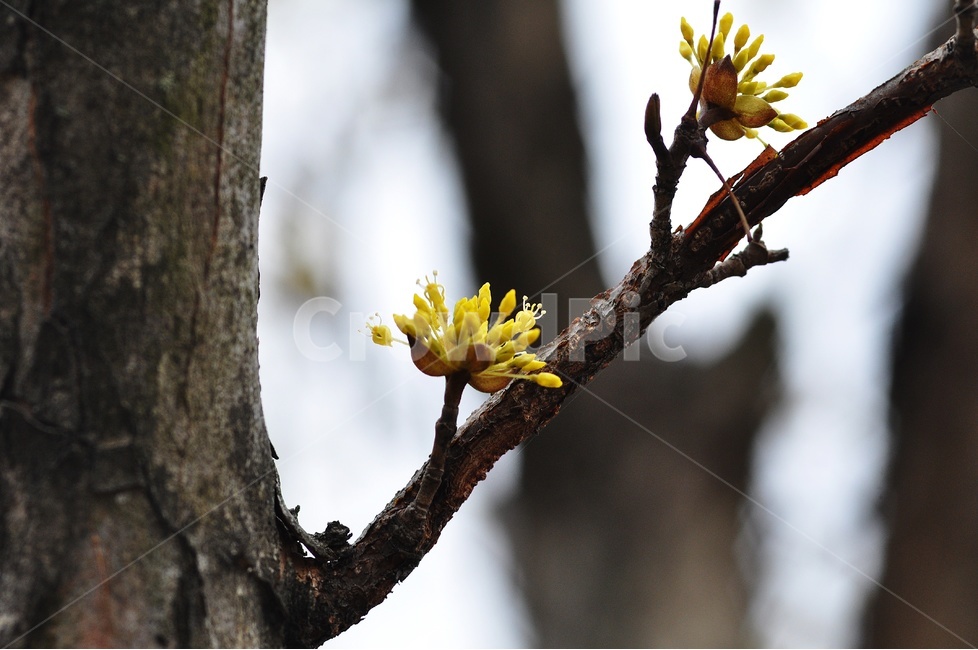 산수유,꽃,봄,봄꽃,자연,노랑,flower,yellow,봄,계절,spring,season,식물,자연,plants,nature,꽃,flower,plant