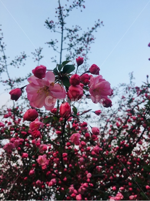 하늘과꽃,꽃,분홍꽃,flower,봄